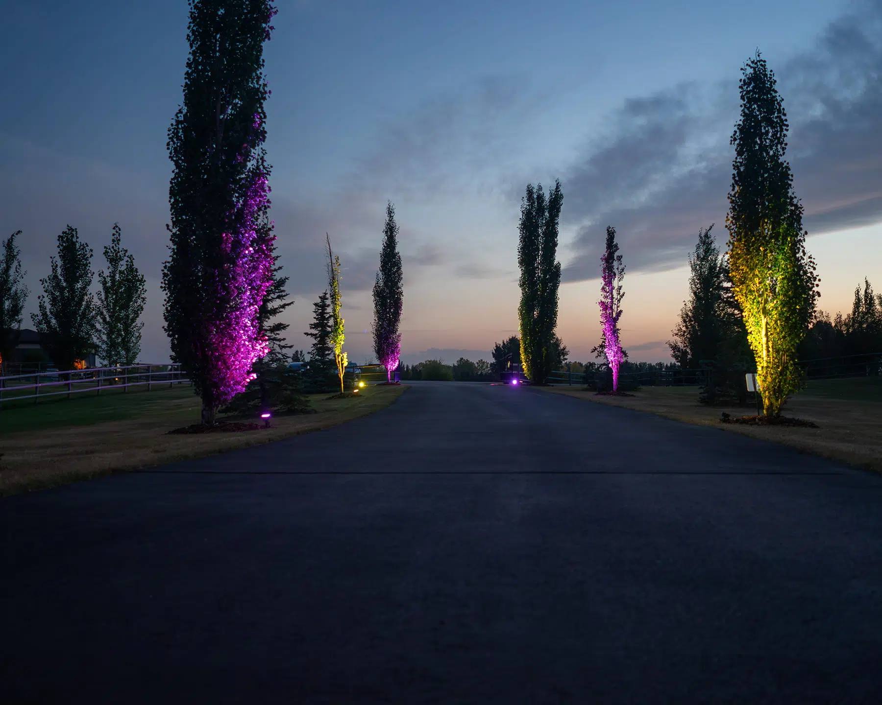 Driveway lined with poplar trees uplit in pink and green